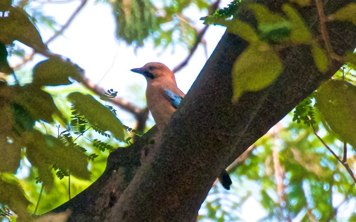 Eurasian Jay - ML74054401