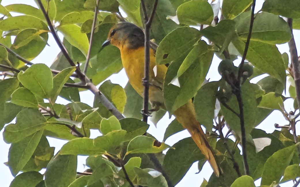 Scarlet Minivet - ML74054791