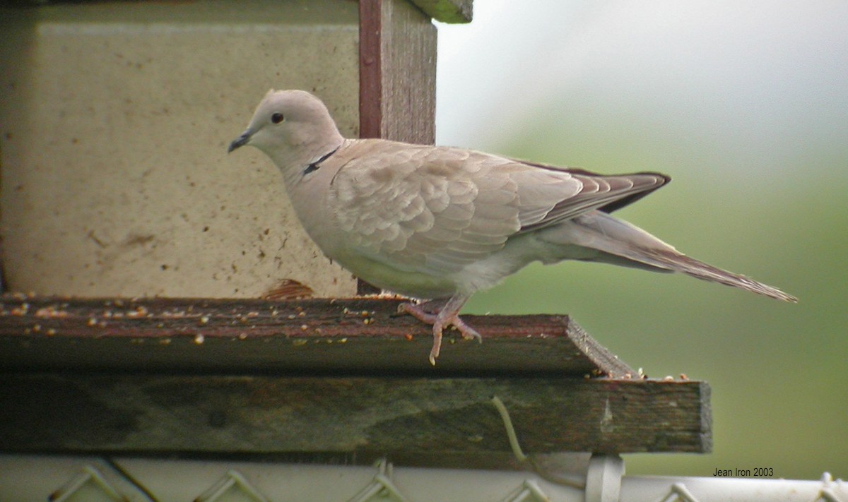 Буулгат хүүрзгэнэ - ML74054941