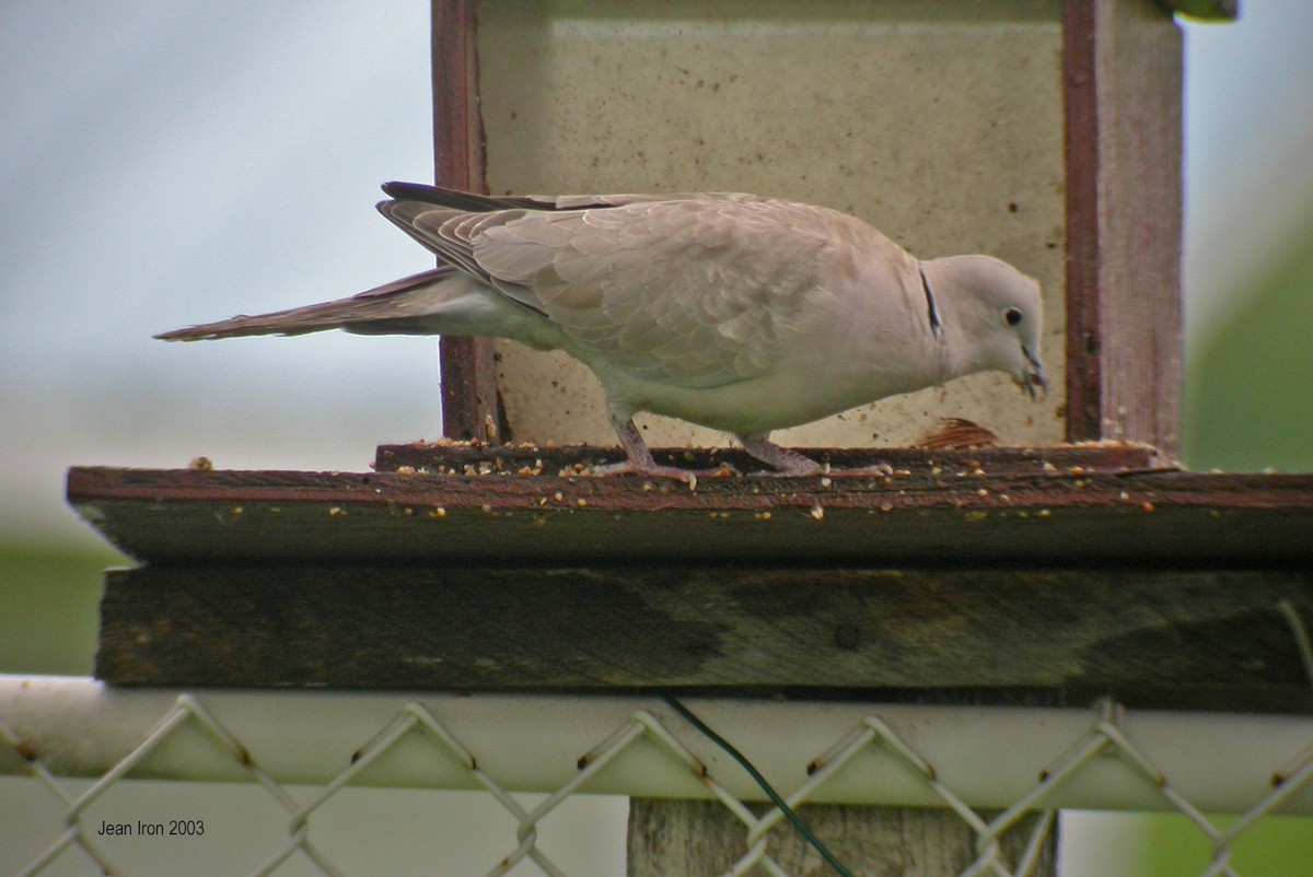 Буулгат хүүрзгэнэ - ML74055031