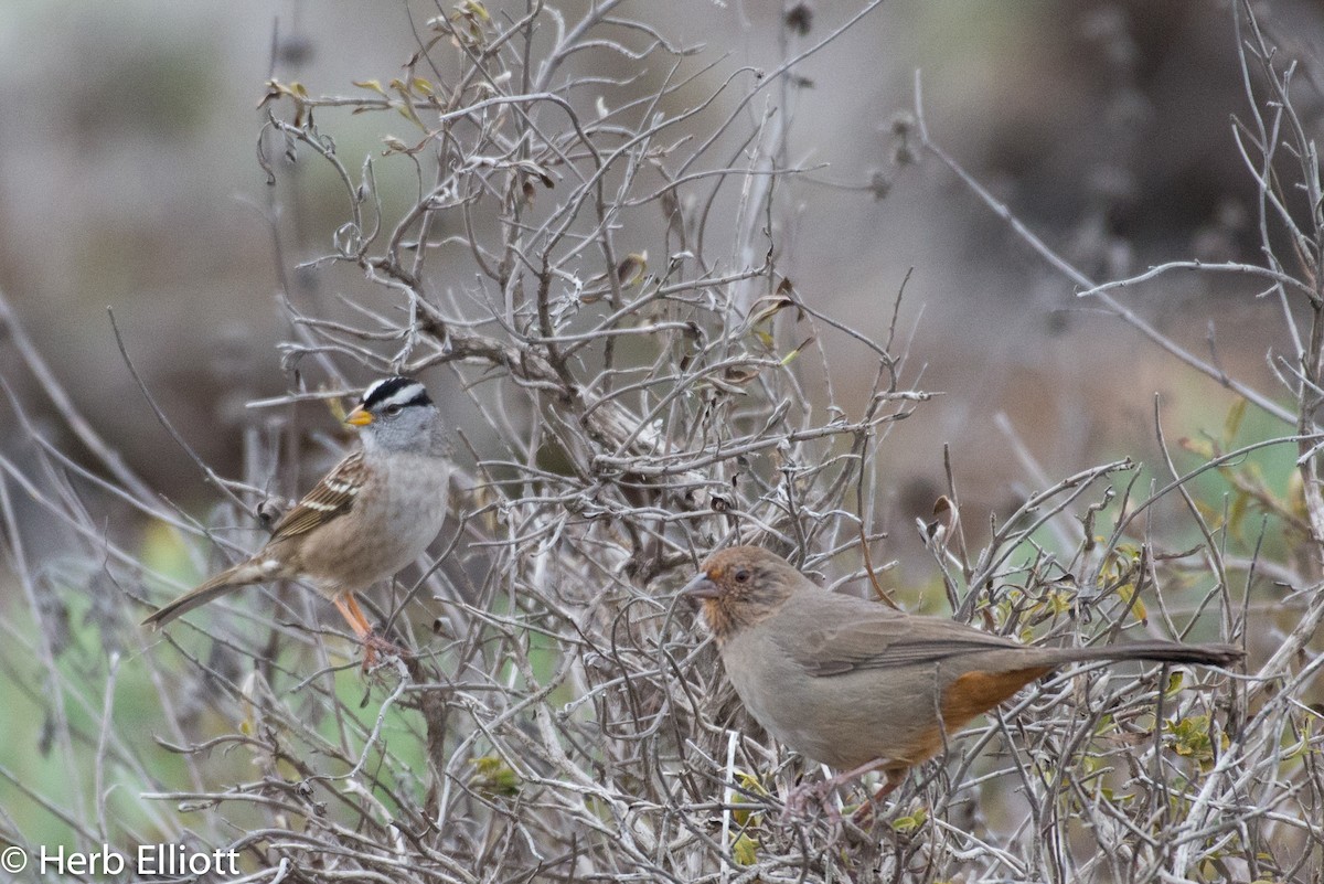 California Towhee - ML74055821