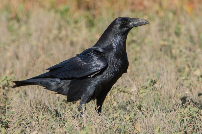 Common Raven - Juan Miguel Artigas Azas