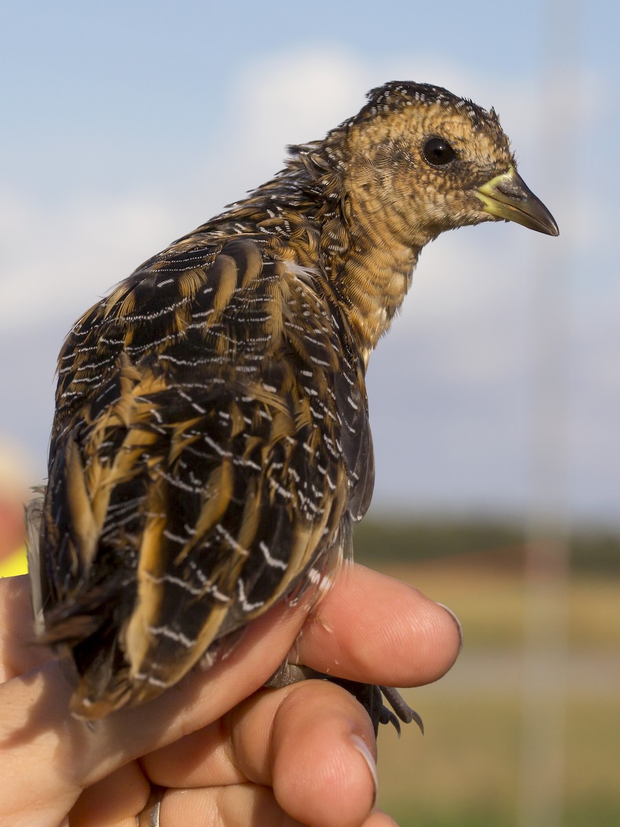 Yellow Rail - ML74060551