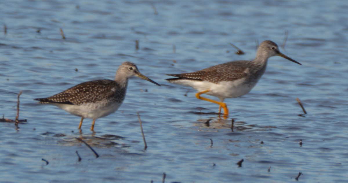 Greater Yellowlegs - Tanya Smythe