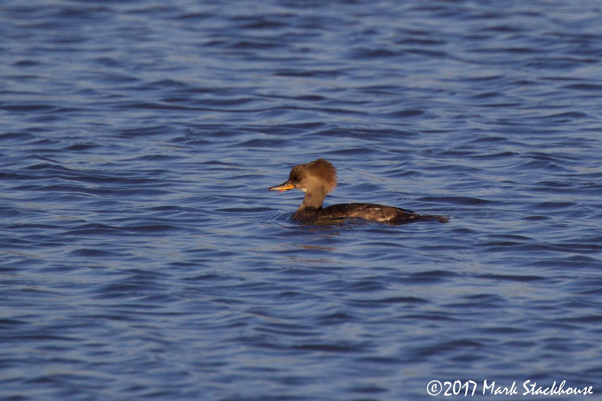 Hooded Merganser - ML74061531