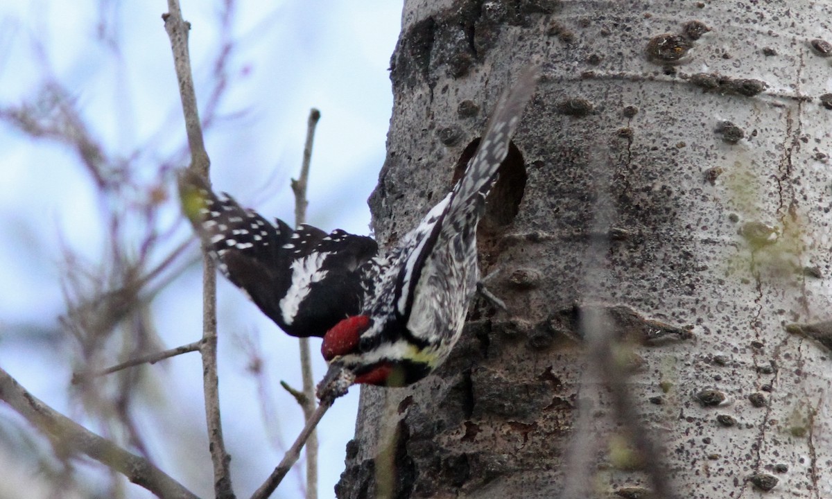 Yellow-bellied Sapsucker - ML74061981