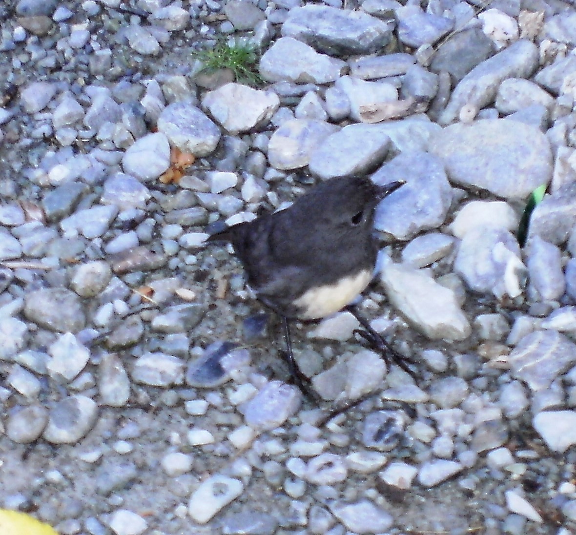 South Island Robin - Mike Winck