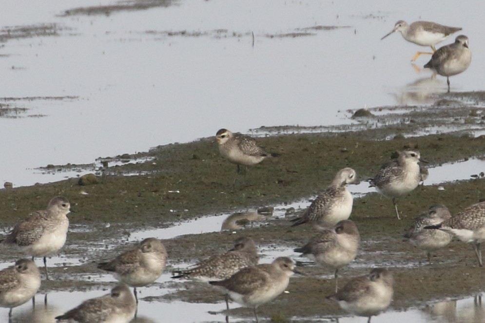 American Golden-Plover - ML74064391