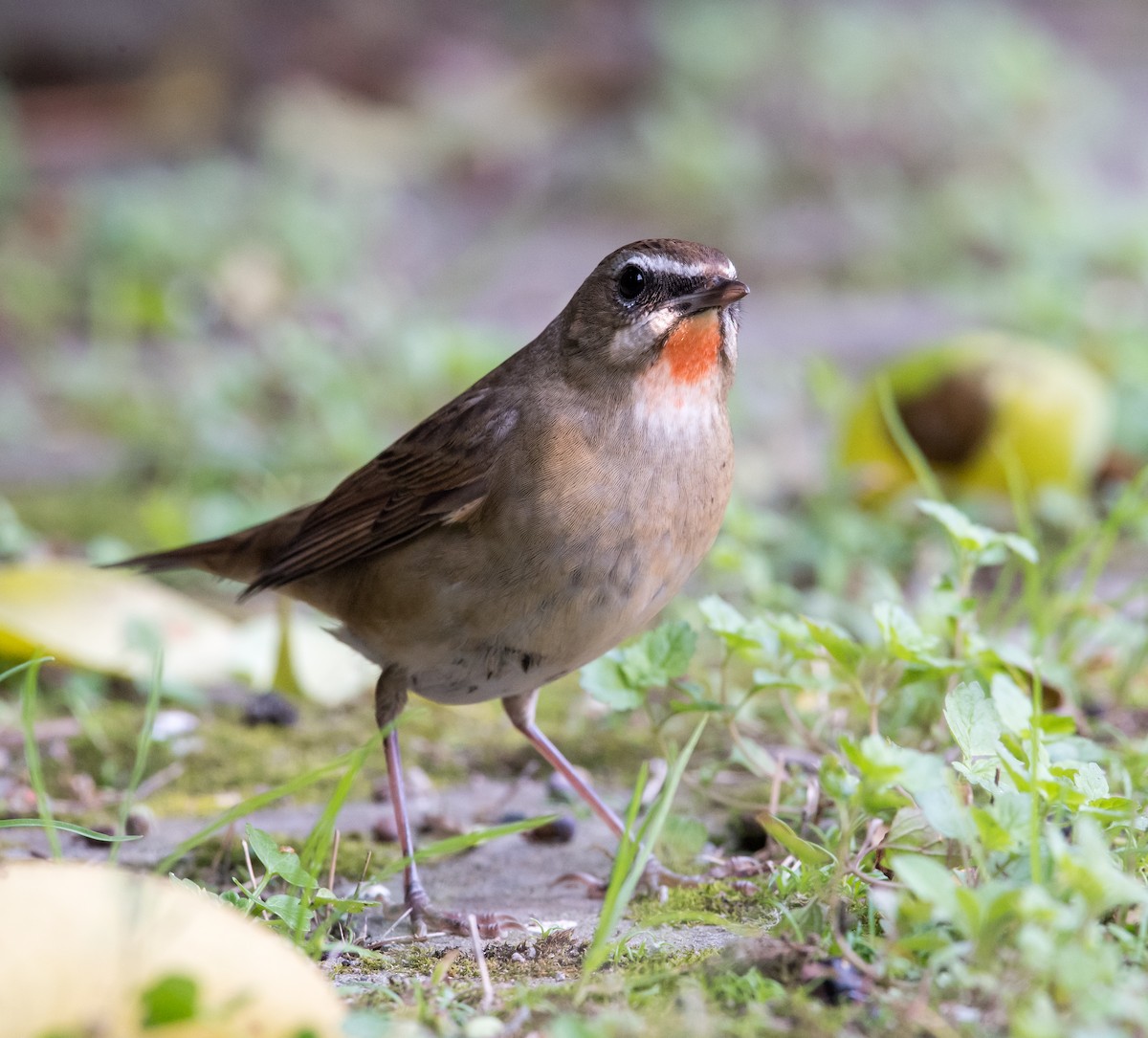 Siberian Rubythroat - ML74065351