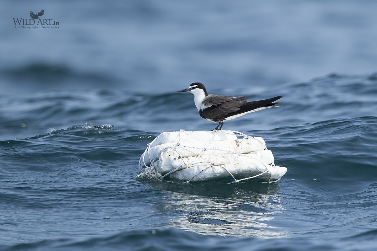 Bridled Tern - Esha Munshi