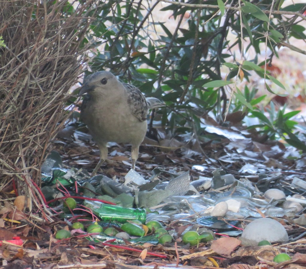 Great Bowerbird - ML74069831