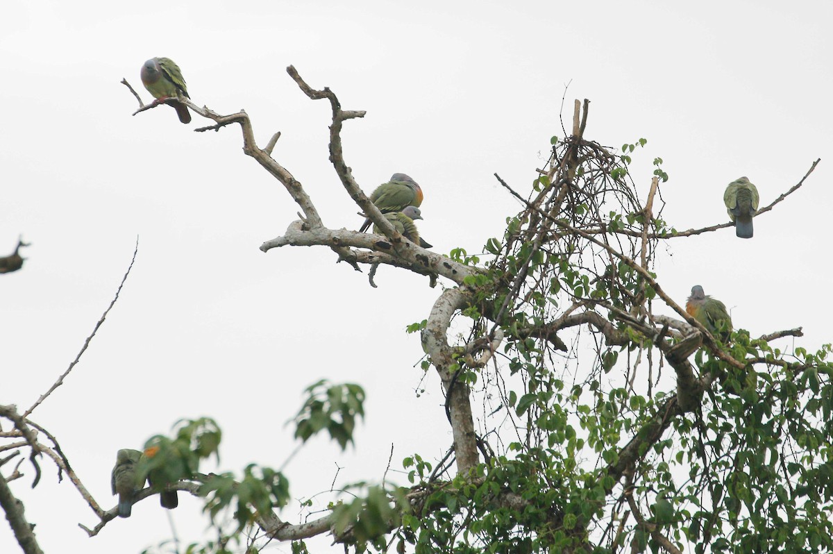 Pink-necked Green-Pigeon - ML74071901