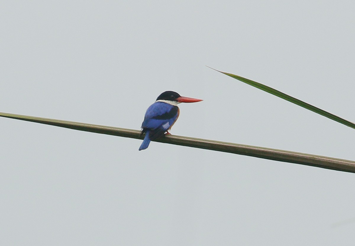 Black-capped Kingfisher - ML74071931