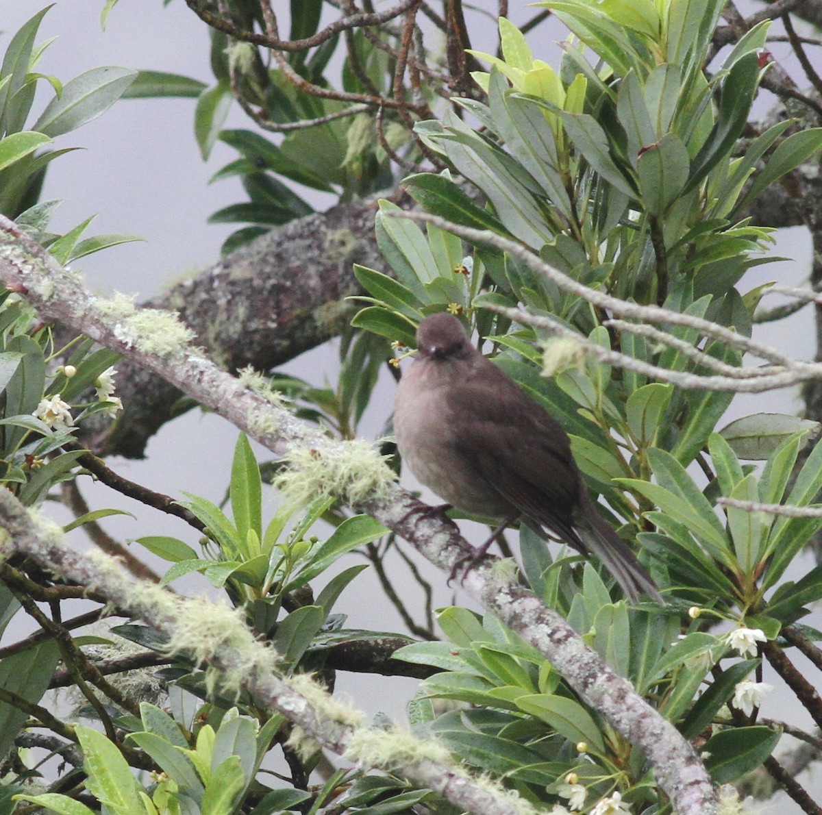 Mountain Thrush - ML74072771