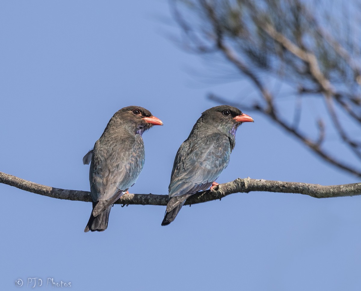 Дорнын эрдэнийн шувуу - ML74073221