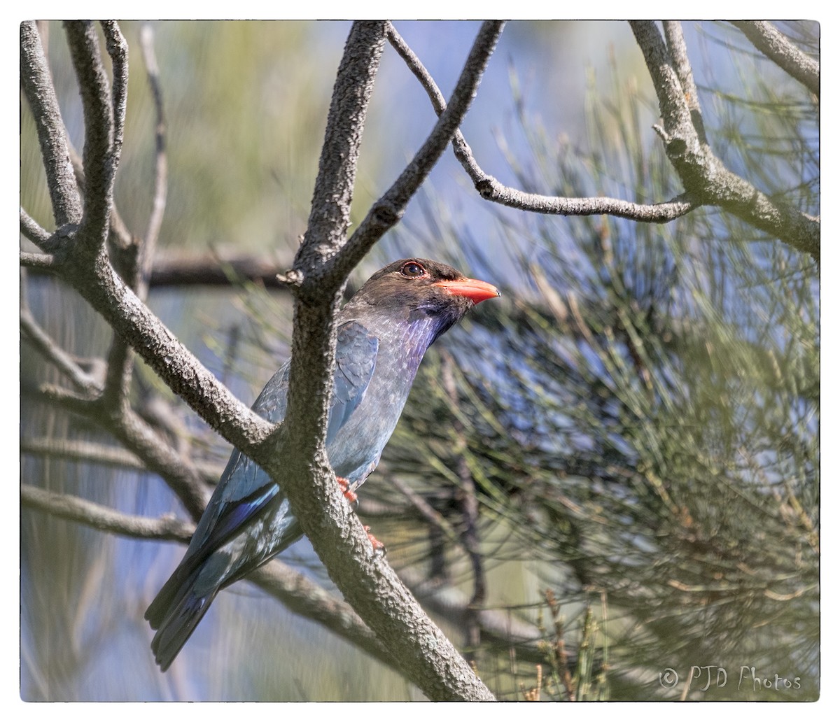 Дорнын эрдэнийн шувуу - ML74073231