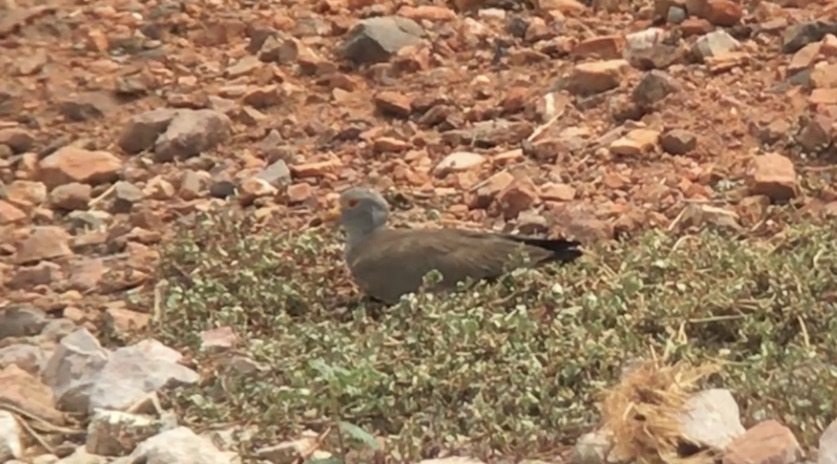 Gray-headed Lapwing - ML74074971