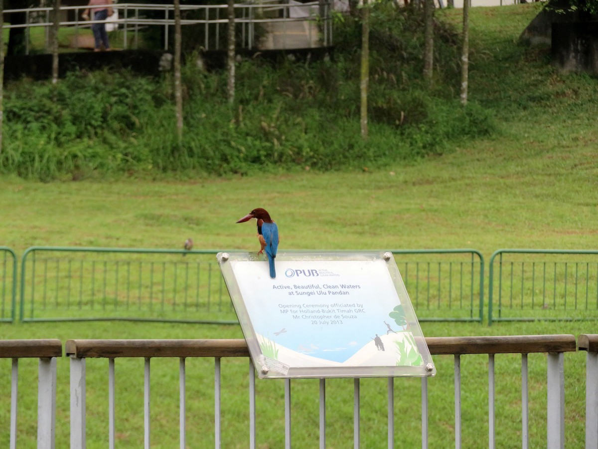 White-throated Kingfisher - ML74077171