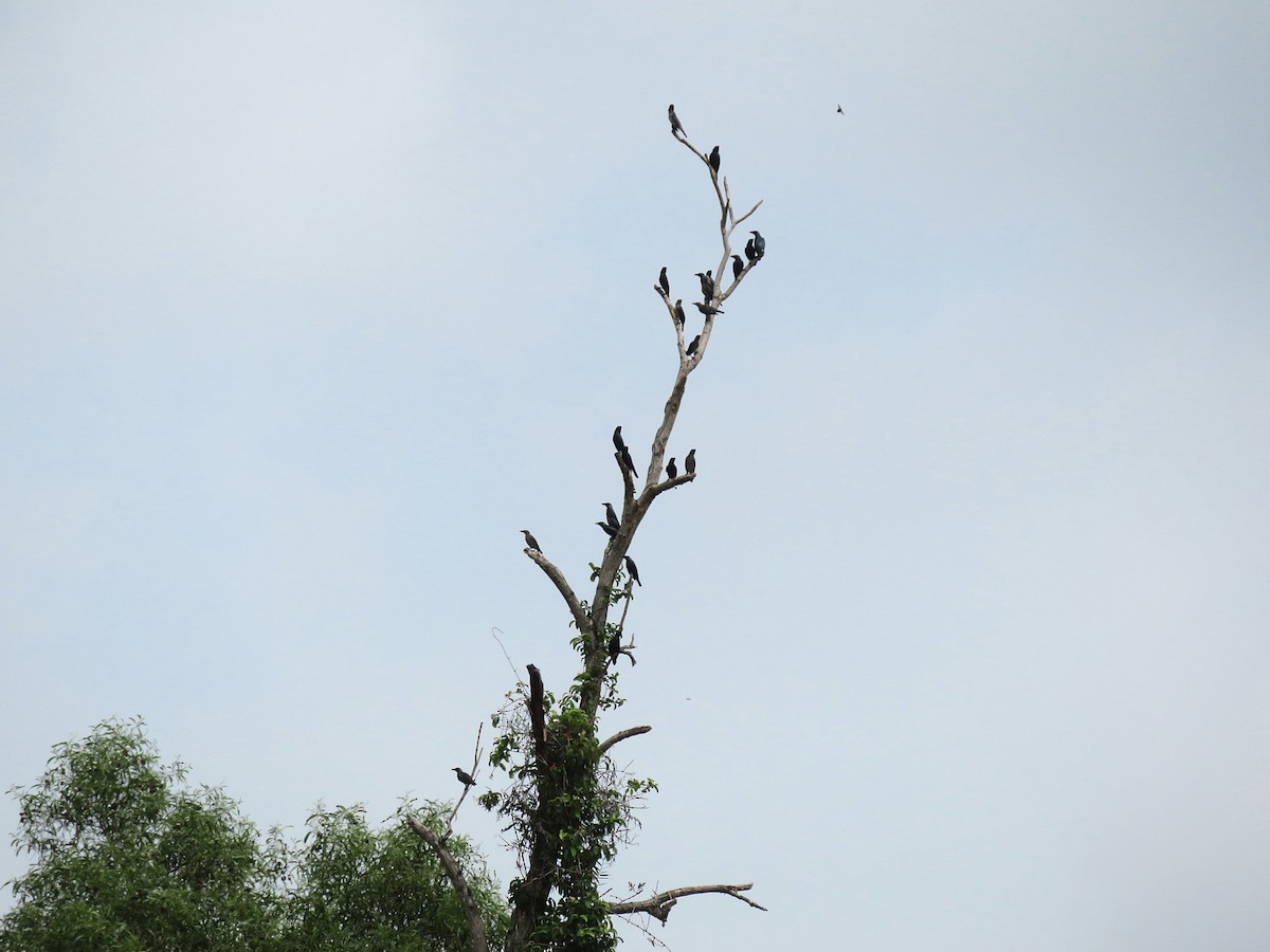 Asian Glossy Starling - ML74079391