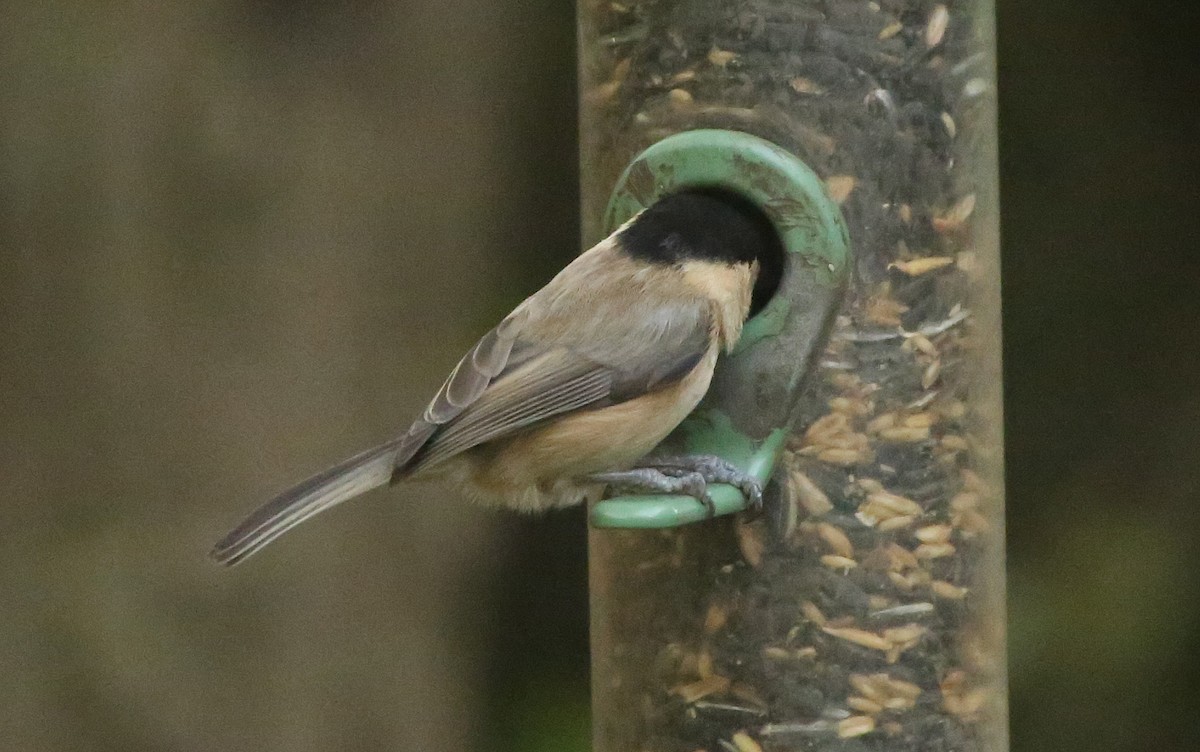 Willow Tit - Paul Chapman