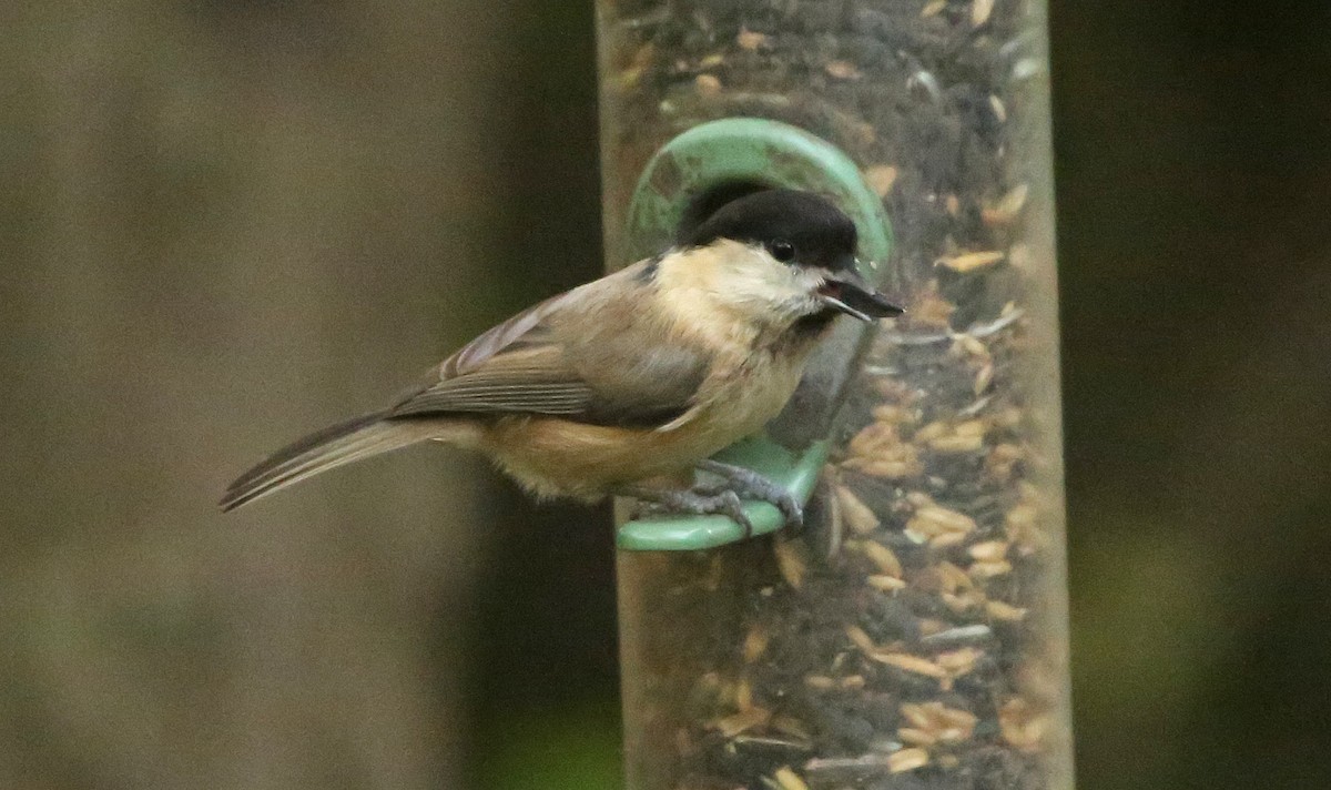 Willow Tit - Paul Chapman