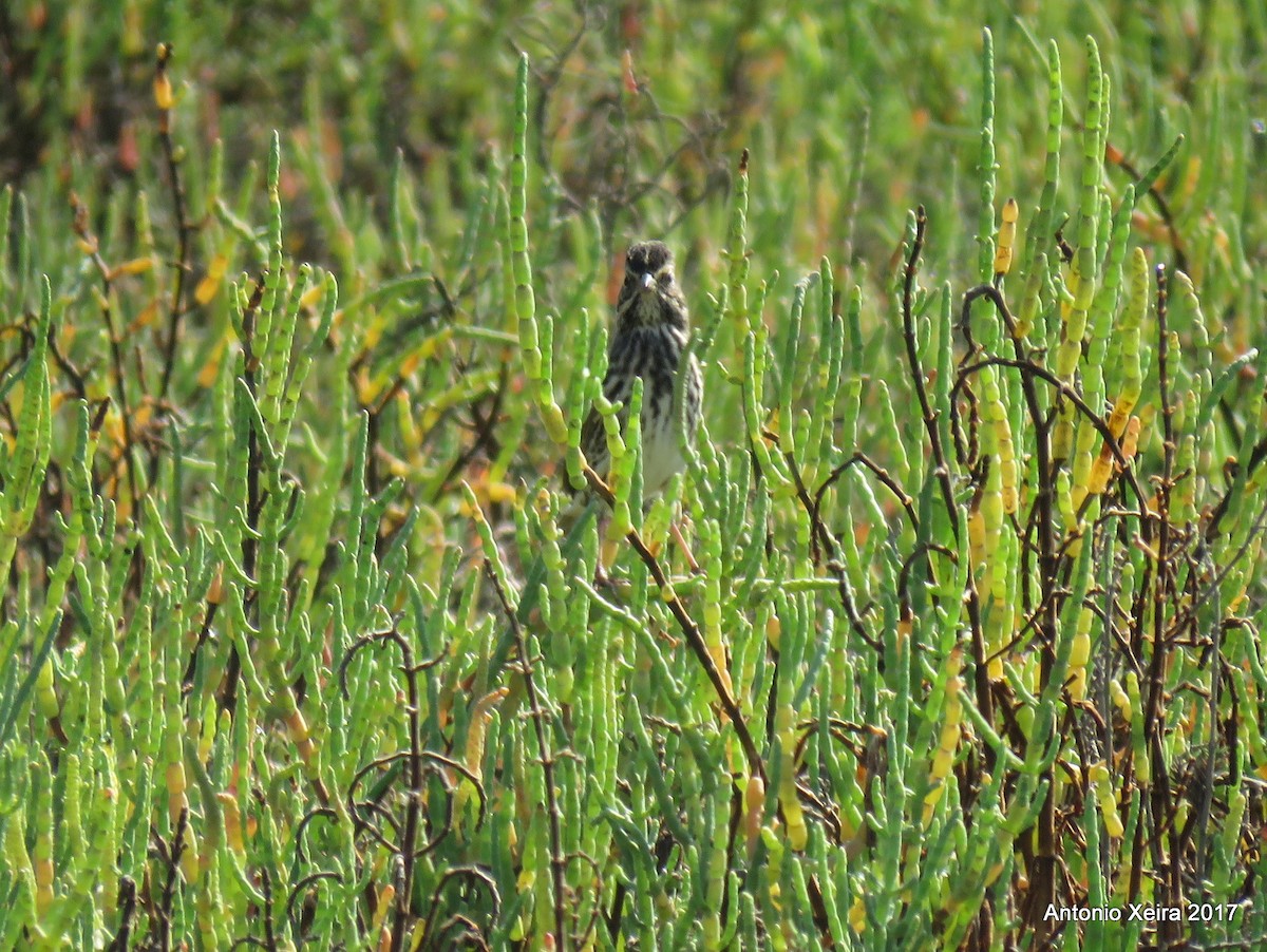 Savannah Sparrow (Belding's) - ML74080411