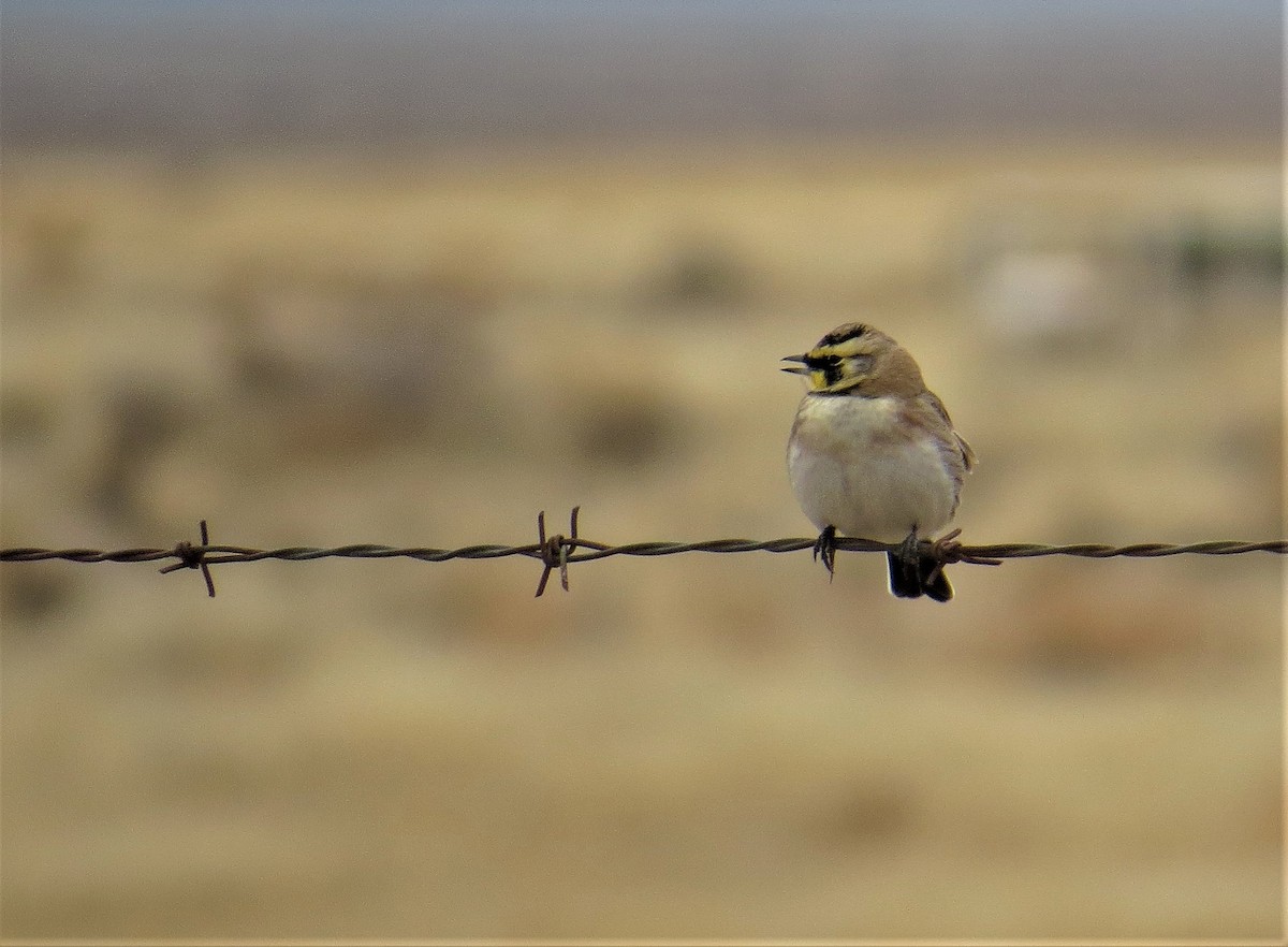 Horned Lark - ML74081351