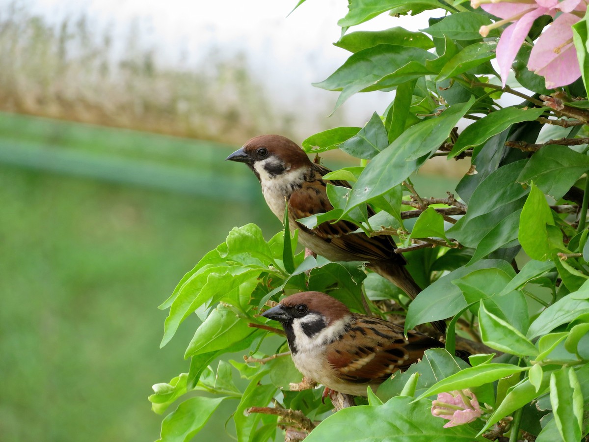 Eurasian Tree Sparrow - ML74082691