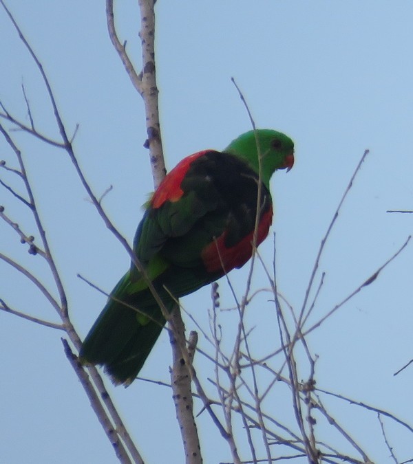 Папужець-червонокрил австралійський - ML74085651