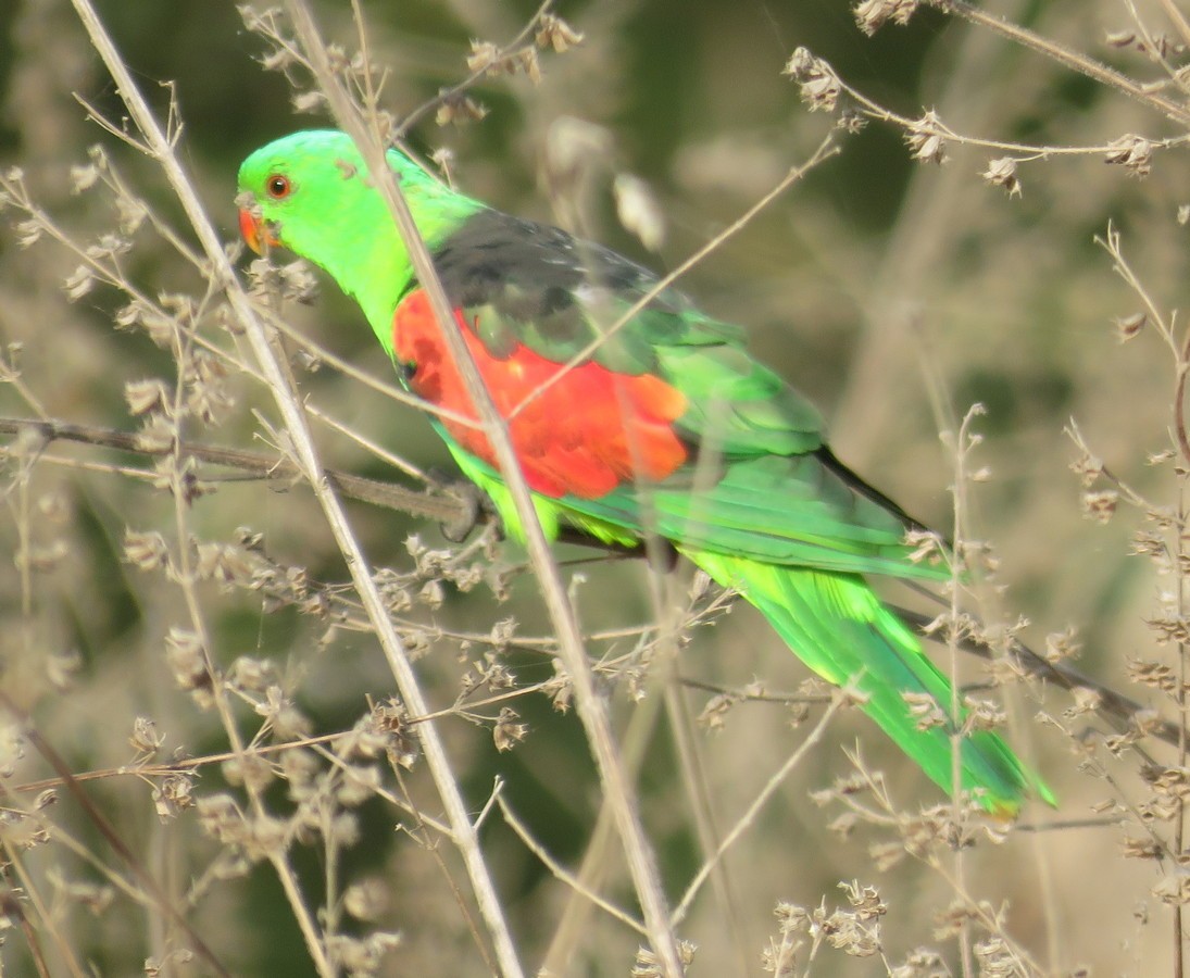Папужець-червонокрил австралійський - ML74085681