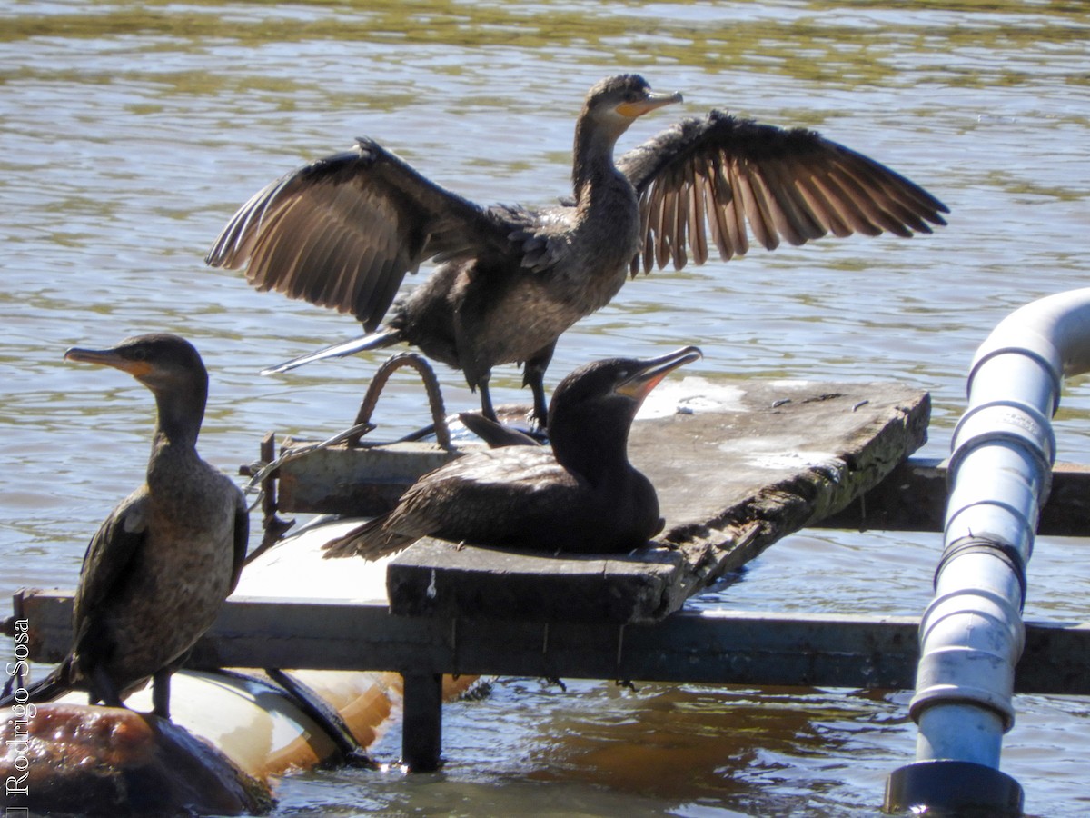 Cormorán Biguá - ML74086131