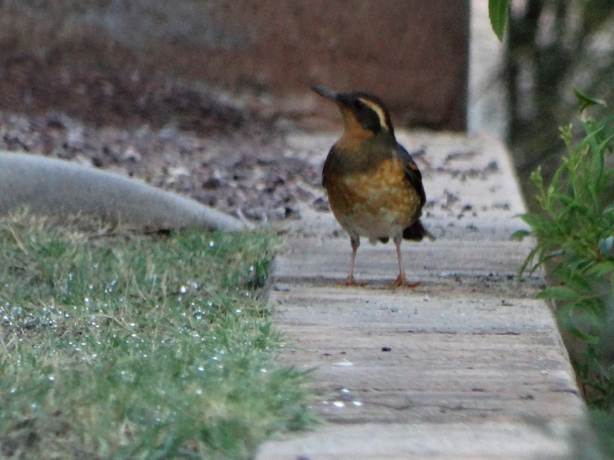 Varied Thrush - ML74086511