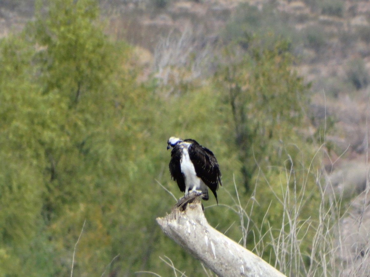 Balbuzard pêcheur - ML74087171