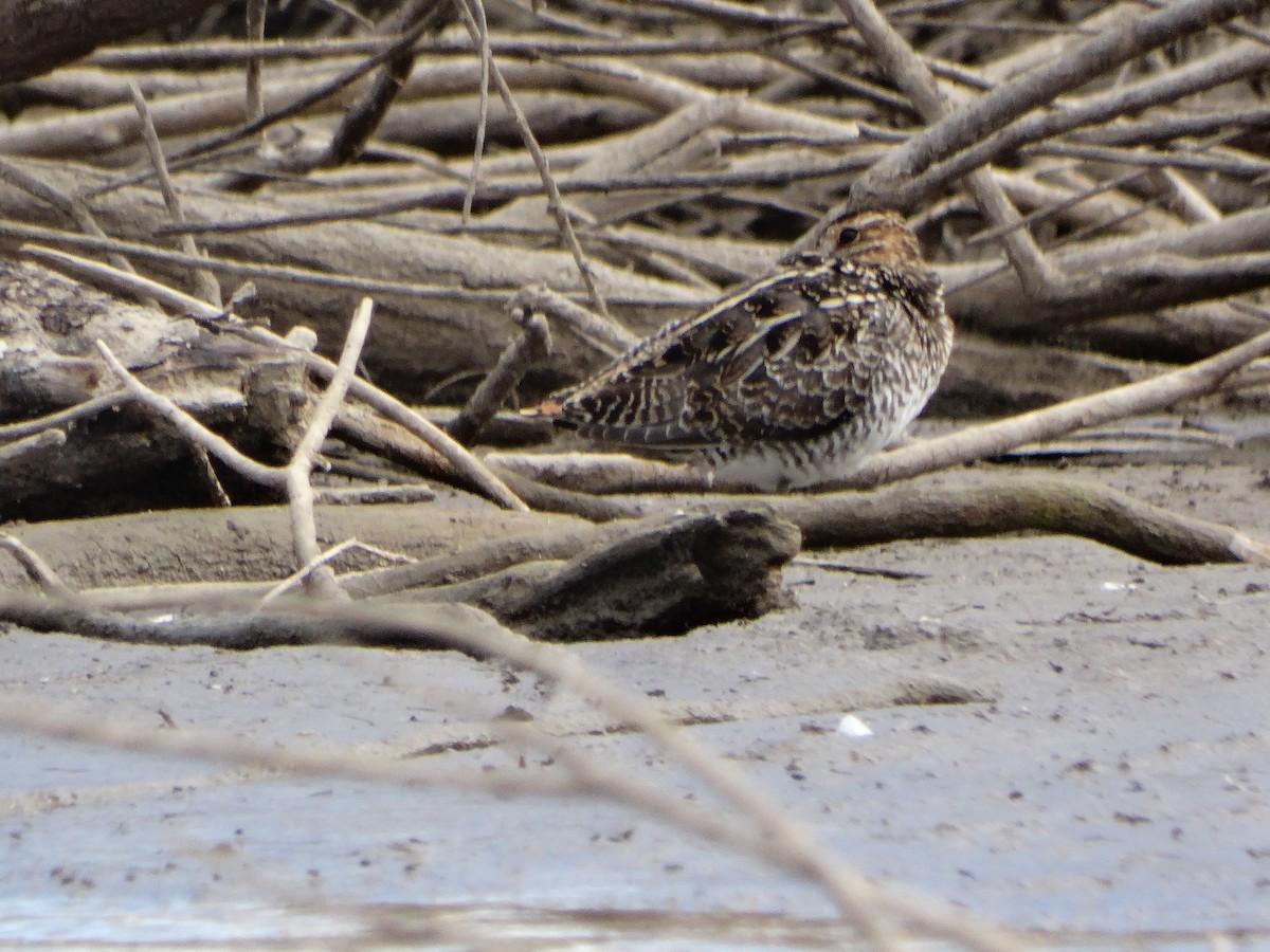 Wilson's Snipe - ML74087211