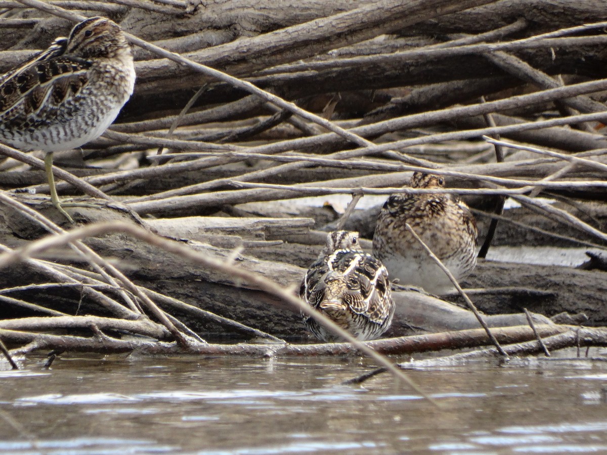 Wilson's Snipe - ML74087271