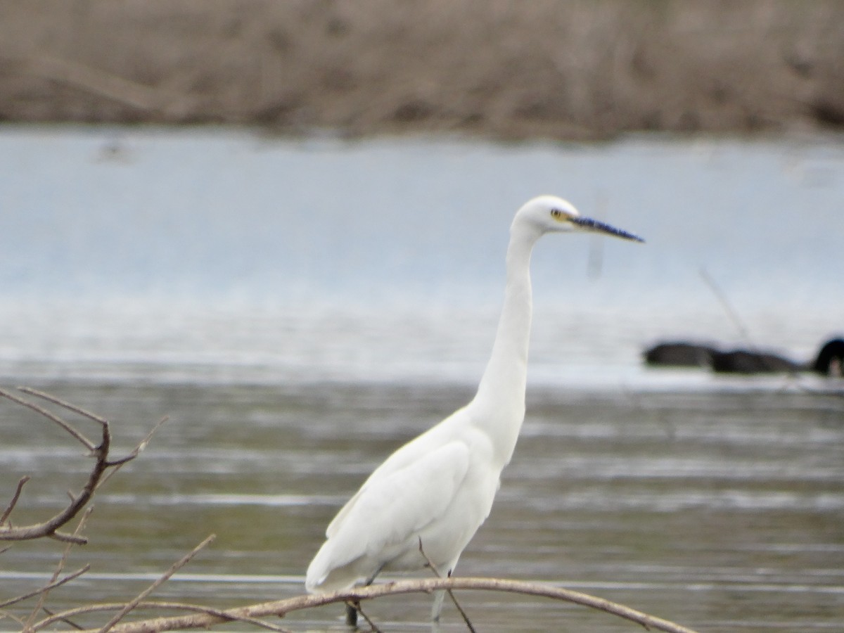 Aigrette neigeuse - ML74087531