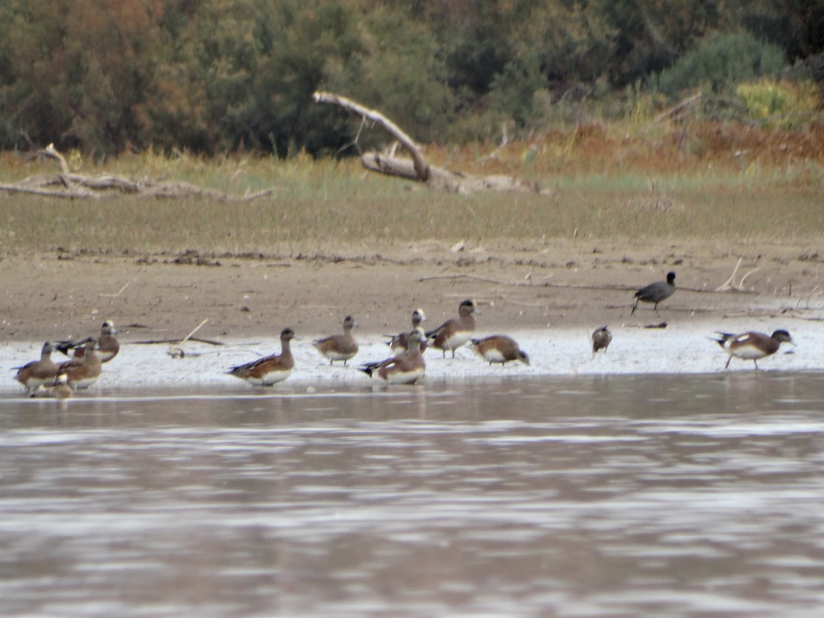 American Wigeon - ML74087951