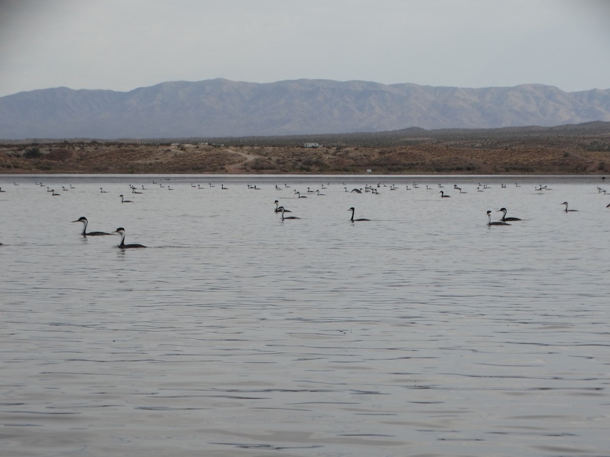 Western/Clark's Grebe - ML74088211