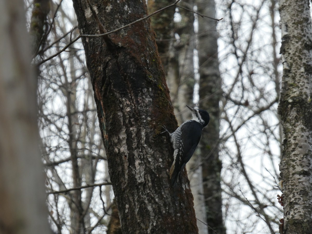 Black-backed Woodpecker - ML74088721