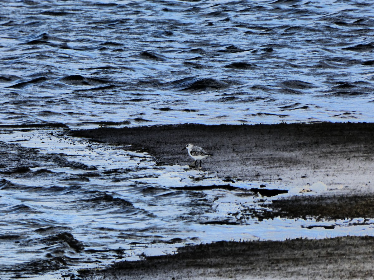 Bécasseau sanderling - ML74089721