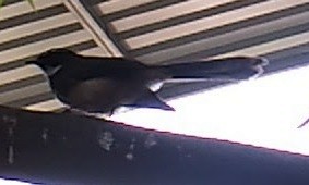 Spot-breasted Fantail - ML74090961
