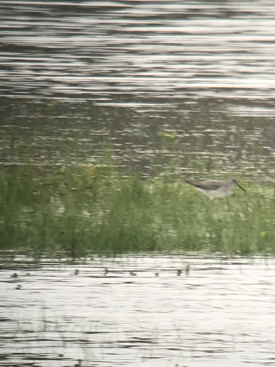 Greater Yellowlegs - ML74091141