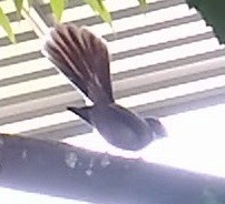 Spot-breasted Fantail - ML74091201