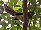 Spot-breasted Fantail - ML74091541