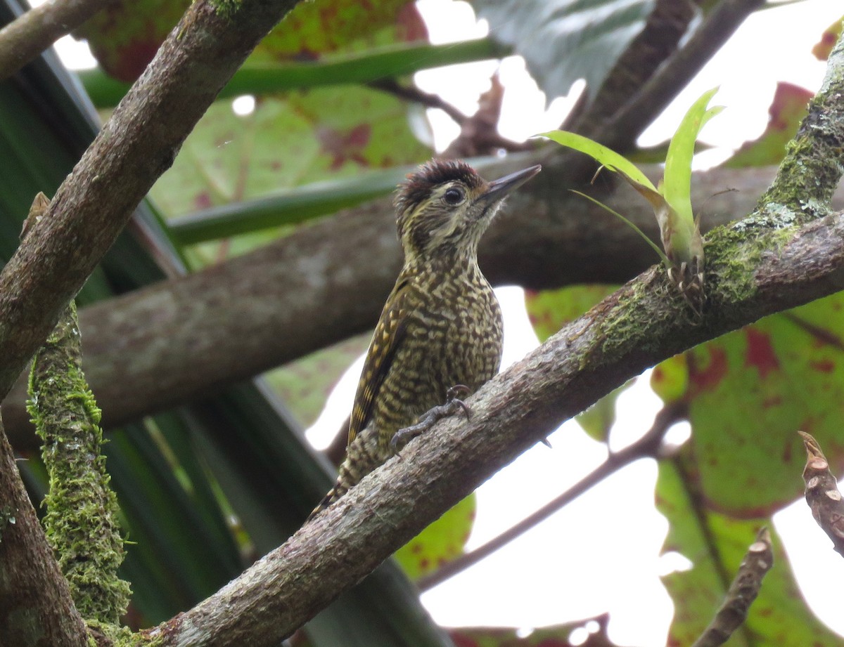 White-spotted Woodpecker - ML74091671