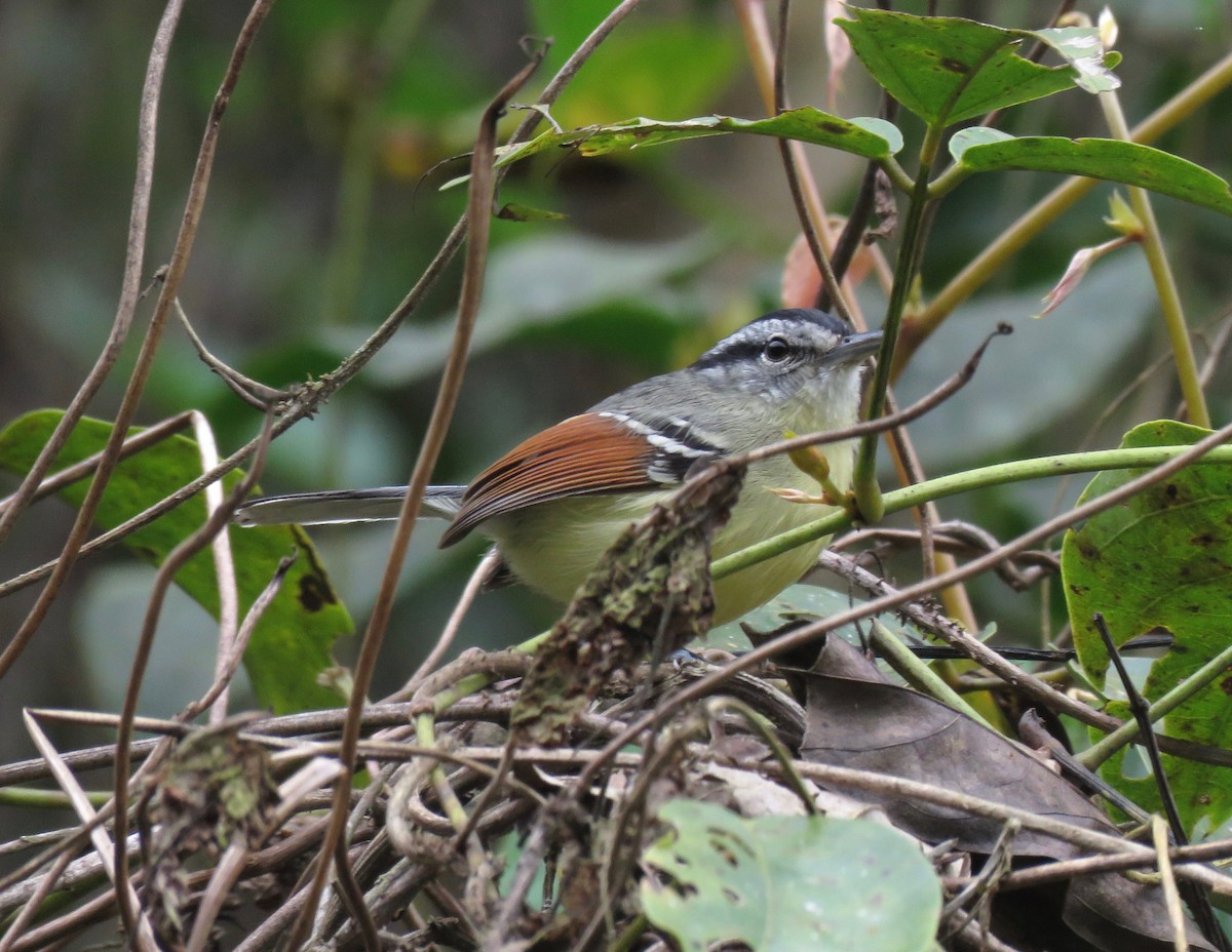 Rufous-margined Antwren - ML74091731