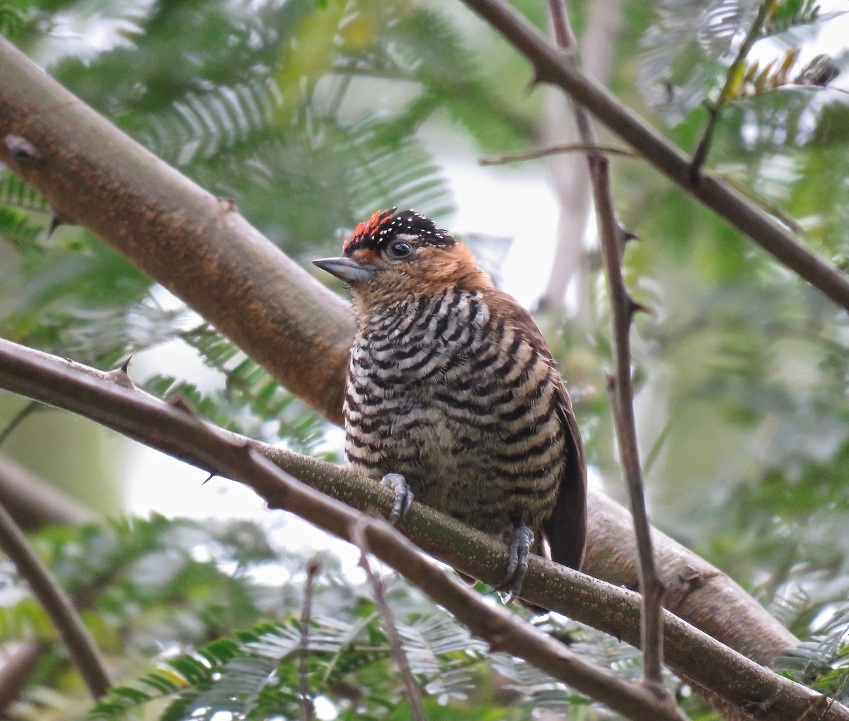 Ochre-collared Piculet - ML74091791