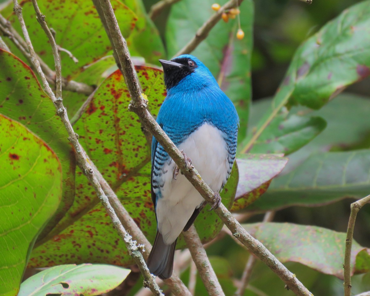 Swallow Tanager - ML74091801