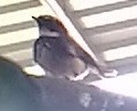 Spot-breasted Fantail - ML74092041