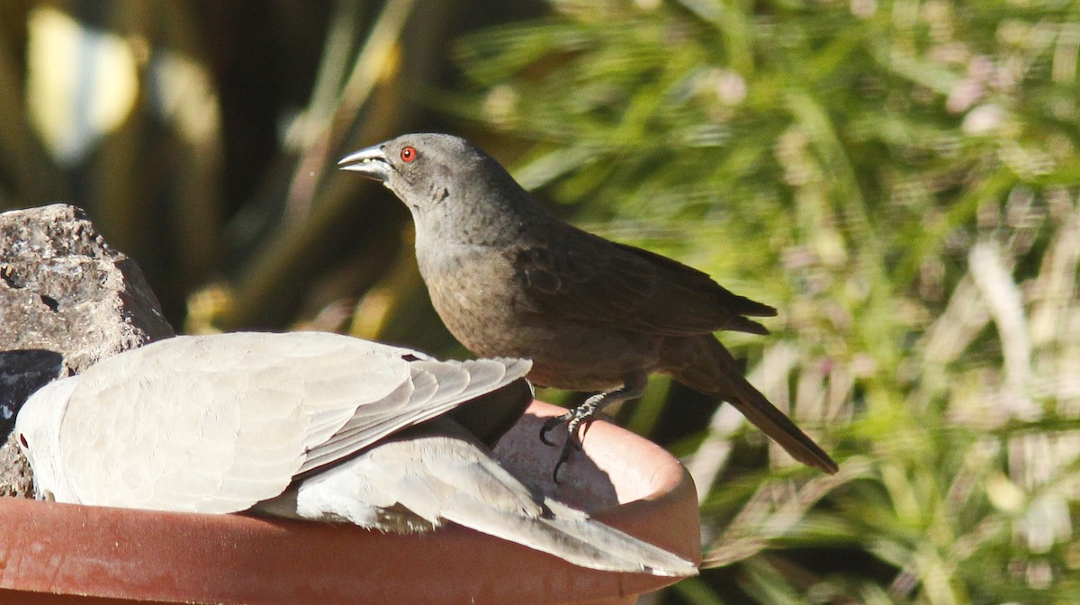 Tordo Ojirrojo - ML74092161